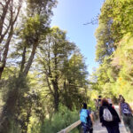 Puerto Blest y Cascada Los Cántaros – Salida desde Puerto Pañuelo (sin traslado)