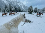 Cabalgata con vista al Cerro López - Aventura entre bosques y miradores del Circuito Chico - Image 2