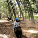 Cabalgata con vista al Cerro López - Aventura entre bosques y miradores del Circuito Chico