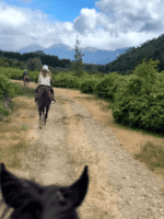 Cabalgata con vista al Cerro López - Aventura entre bosques y miradores del Circuito Chico - Imagen 2