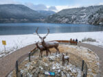 Promo 3 Días Imperdibles – Bariloche con Organización y Naturaleza Garantizada - Imagen 2