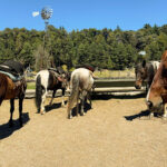 Cabalgata por el Bosque de Cohiues