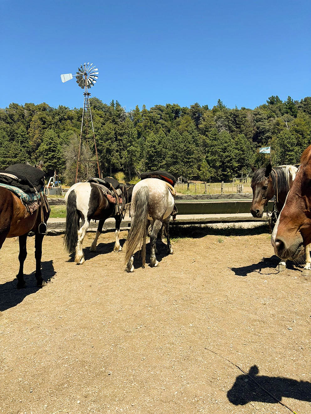 7 C captionFFF copia Cabalgata por el Bosque de Cohiues - Imagen 1